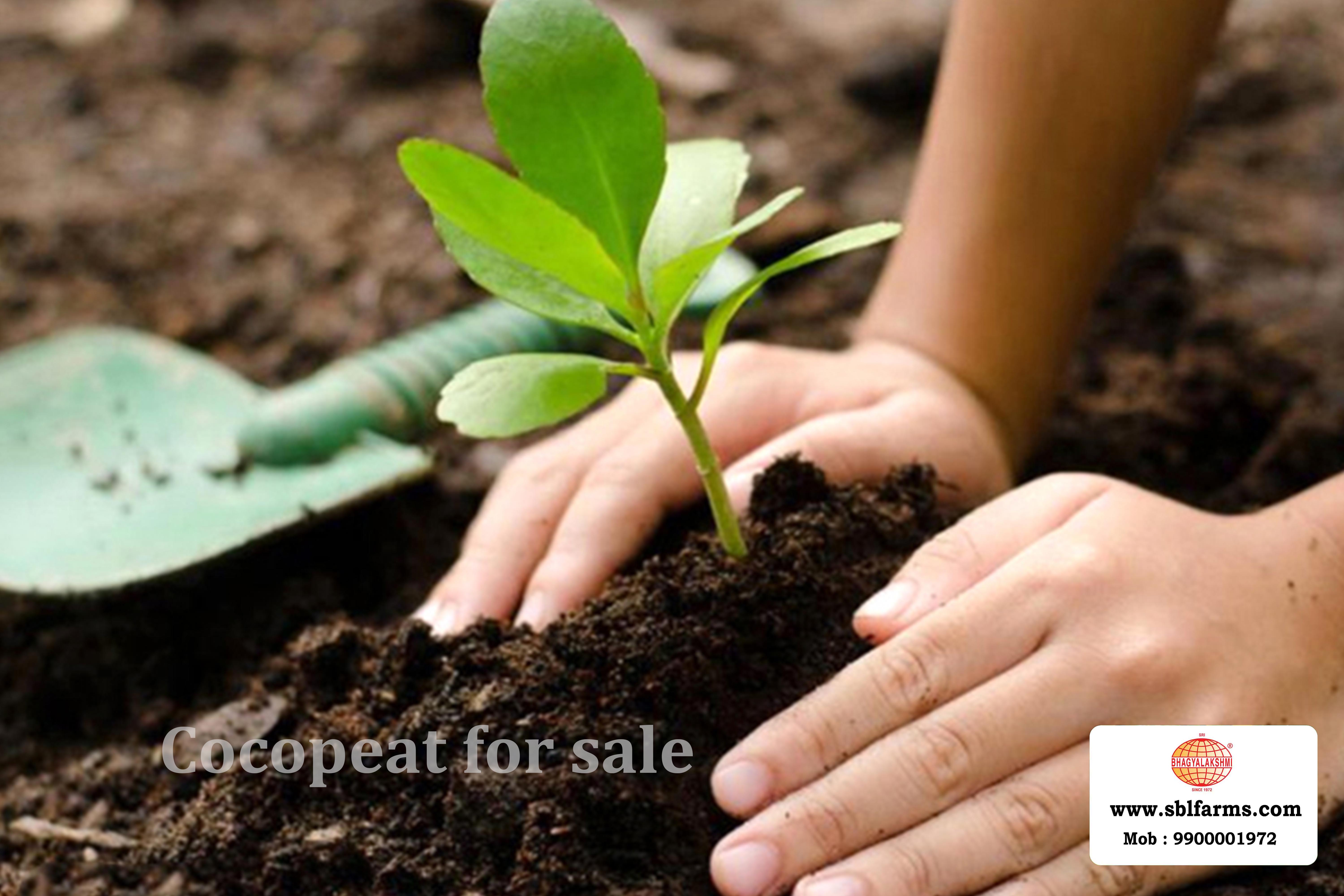 Cocopeat Suppliers in Bangalore | Cocopeat for Sale  |  Cocopeat, Cocopeat manufacturers, suppliers & exporters in Bangalore | Cocopeat for sale in bangalore |  Sri Bhagyalakshmi Farms cocopeat in Bangalore| Cocopeat for plants growth | Cocopeat fertlizer soil for plant | Production of cocopeat | Indias Best cocopeat Producers