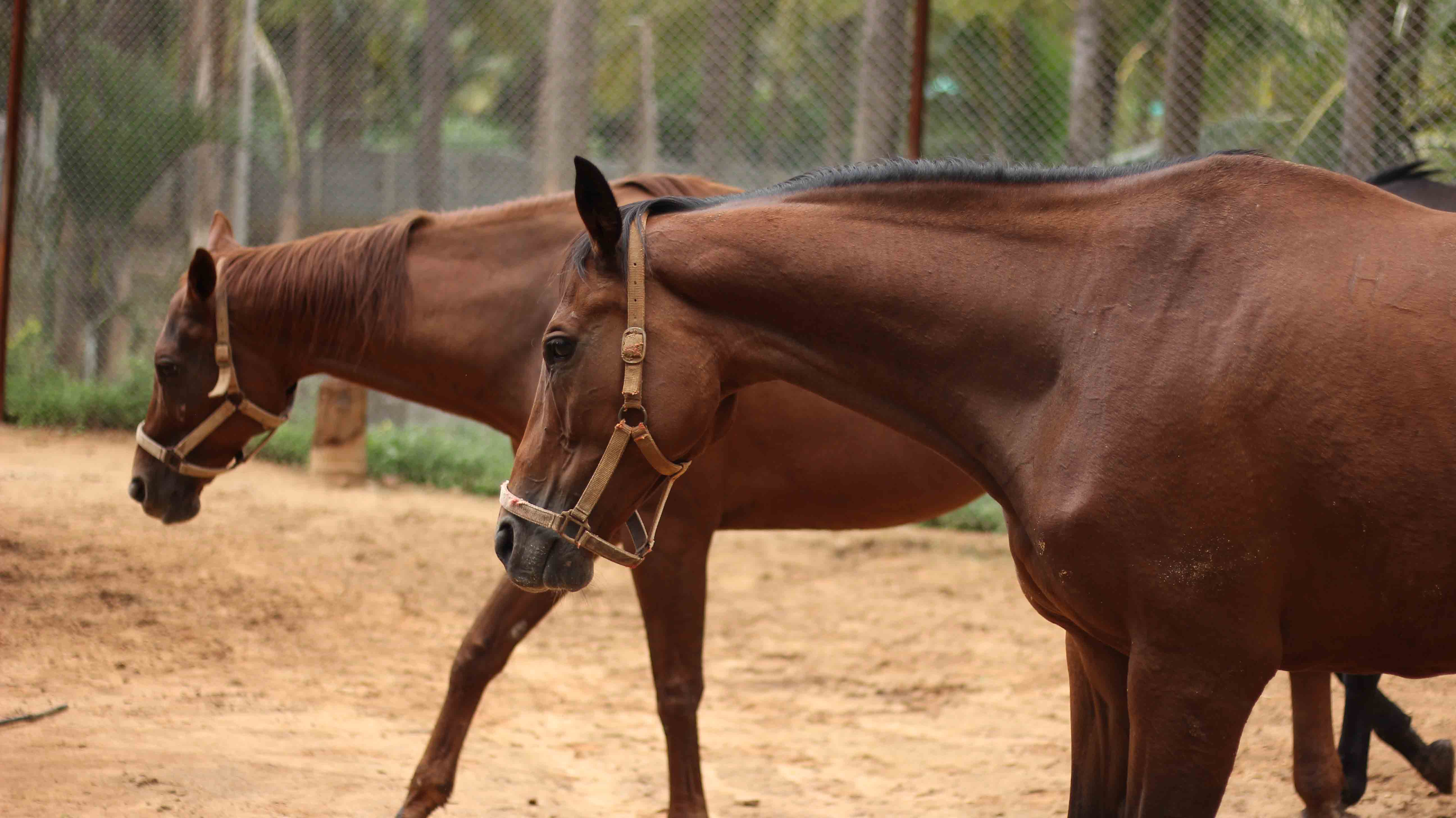 SBLFarms Horse ride