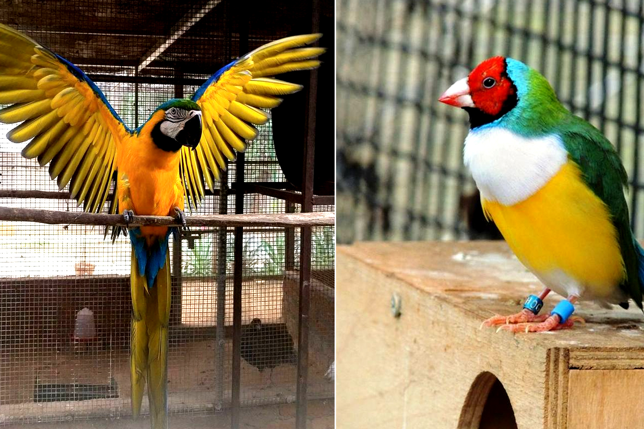 AgriTour, Agritourism, farms to visit in bangalore, farms for kids, farm holidays near bangalore, weekend farming, Big Banayan Tree Farm, Farms in Bangalore, Weekend Farm visit in Bangalore, school field trip
