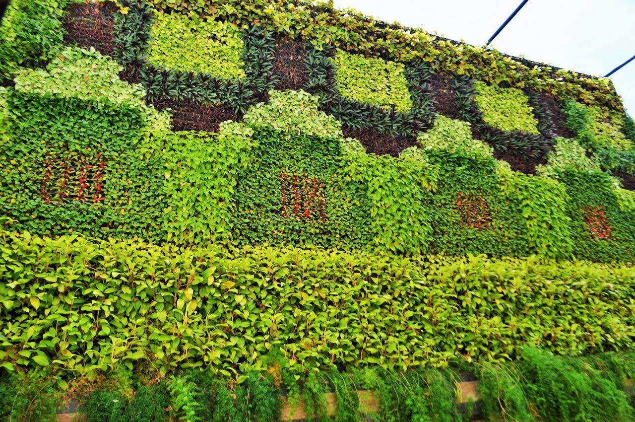 green wall, vertical garden, garden, landscaping design garden, AgriTour, Agritourism, farms to visit in bangalore, farms for kids, farm holidays near bangalore, weekend farming, Big Banayan Tree Farm, Farms in Bangalore, Weekend Farm visit in Bangalore, school field trip